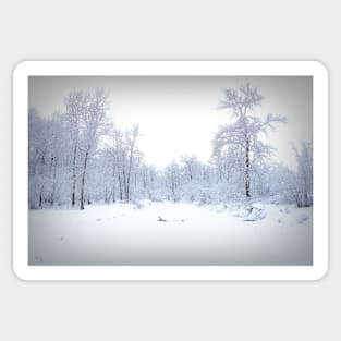 Snow covered pond. Sticker